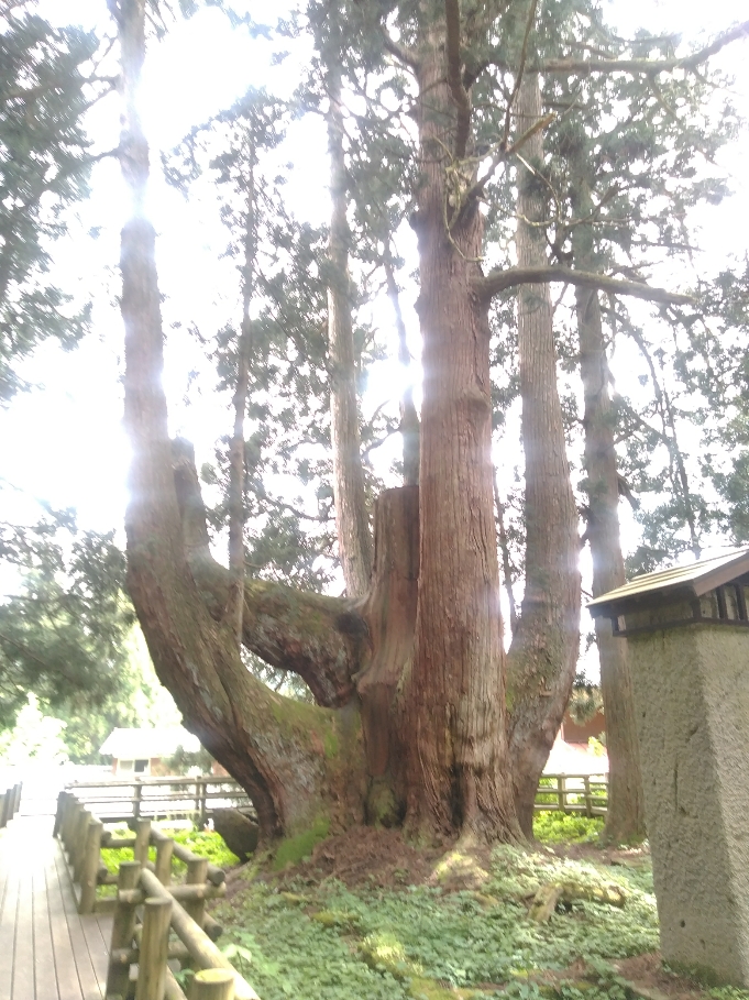 屋久島の屋久杉も有名ですが、新潟県にも将軍杉が・・・・・